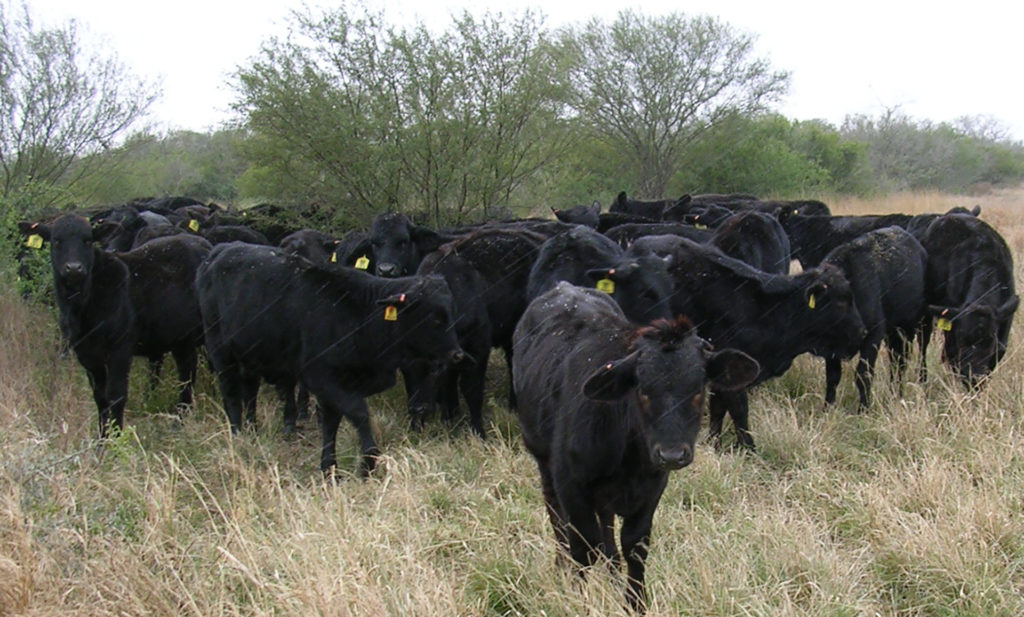 black cattle in a grassland situation on the Great Plains with mesquite trees behind them
