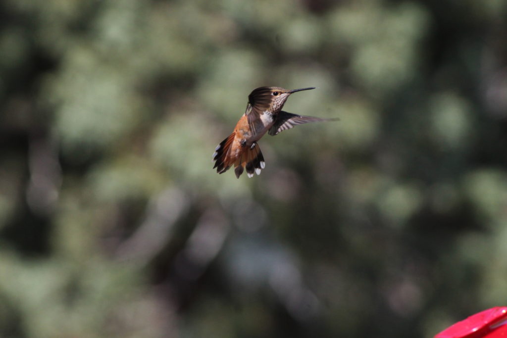 Hummingbird in mid flight. It is brown and tan with black tipped wings and tail. In the lower right corner is the red corner of a hummingbird feeder.
