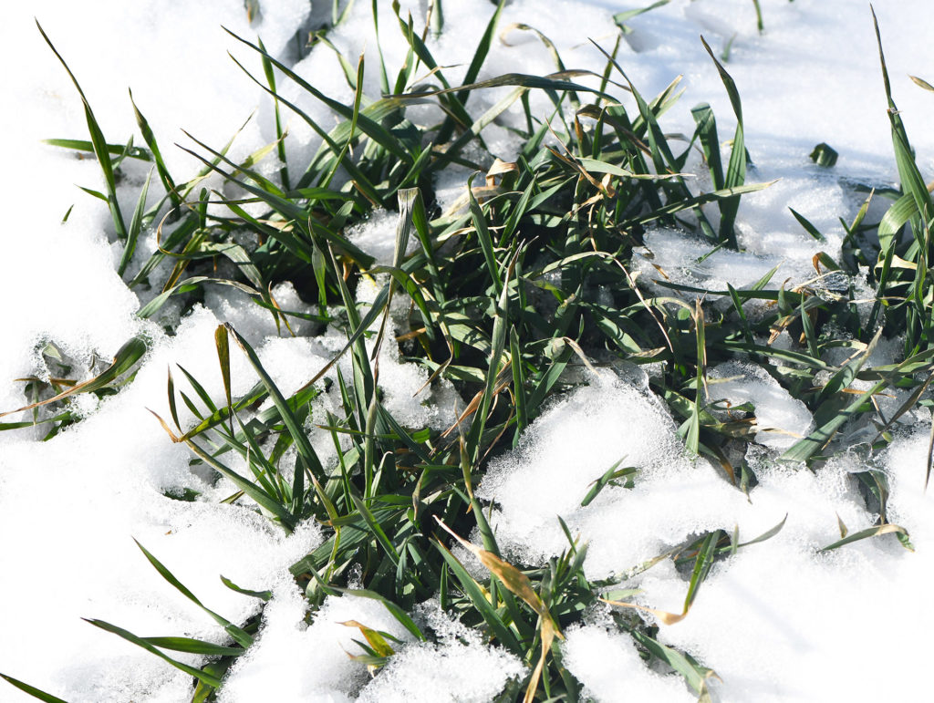 Young green wheat covered by snow.