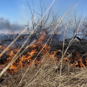 Cattle surviving the devastating Texas Panhandle wildfires need immediate care