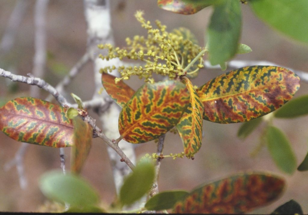 Texas Oak WIlt as illustrated by a close up of oak tree leaves with brown and yellow spots against what should be solid green leaves.