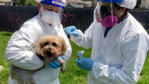 Two lab-coated, masked technicians holding dog tested for COVID variant
