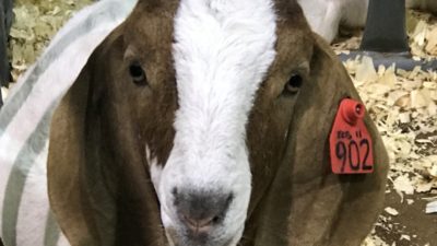Close up og a goat kid at the 2019 AgriLife Performance Sale