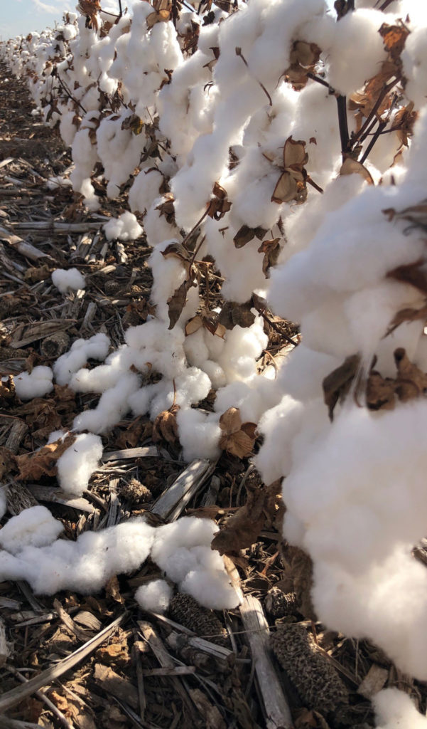 mature cotton bolls laying on the ground and stringing from the plants in the wake of a storm