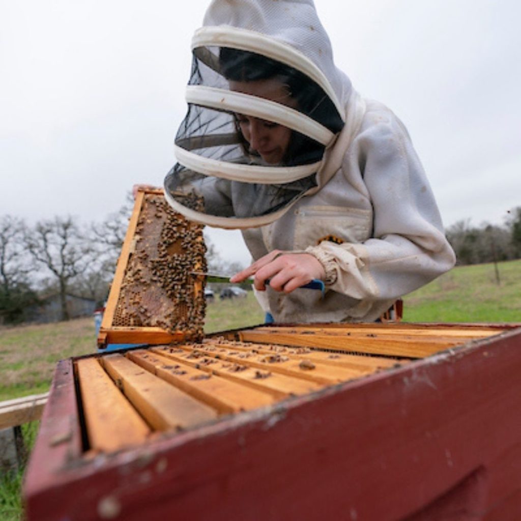 Apicultor en traje de abeja raspando miel.  El entomólogo dice que las poblaciones de abejas de Texas están en buena forma para recuperarse.
