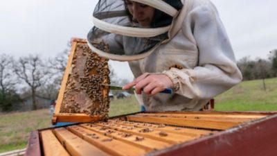 beekeeper in bee suit