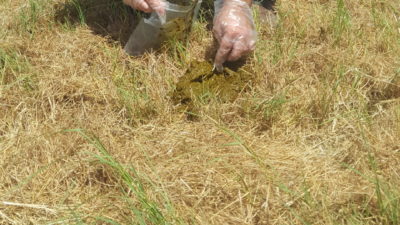 Lab technician demonstrates how to collect a manure sample in the field