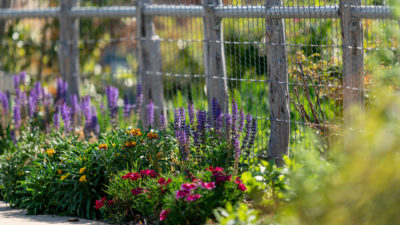 mixed flowers along a fence in The Gardens