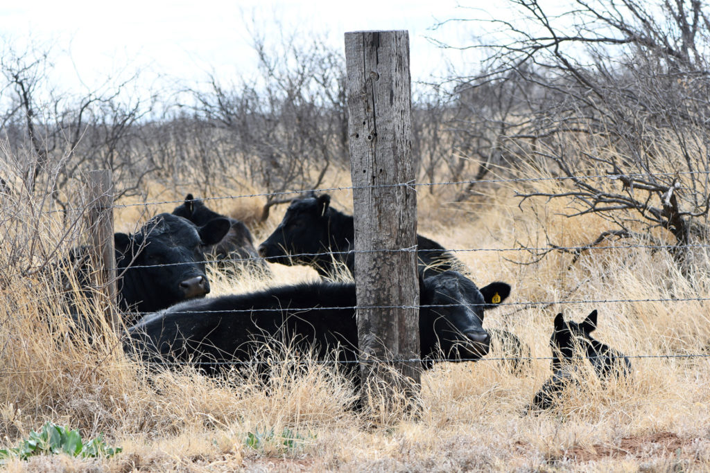 cattle relaxing in rangeland behind a barbed wire fence.