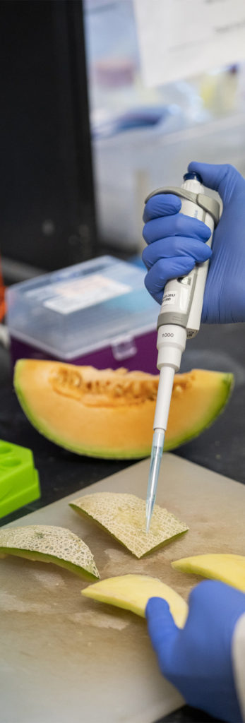 Gloved hands and melon in lab