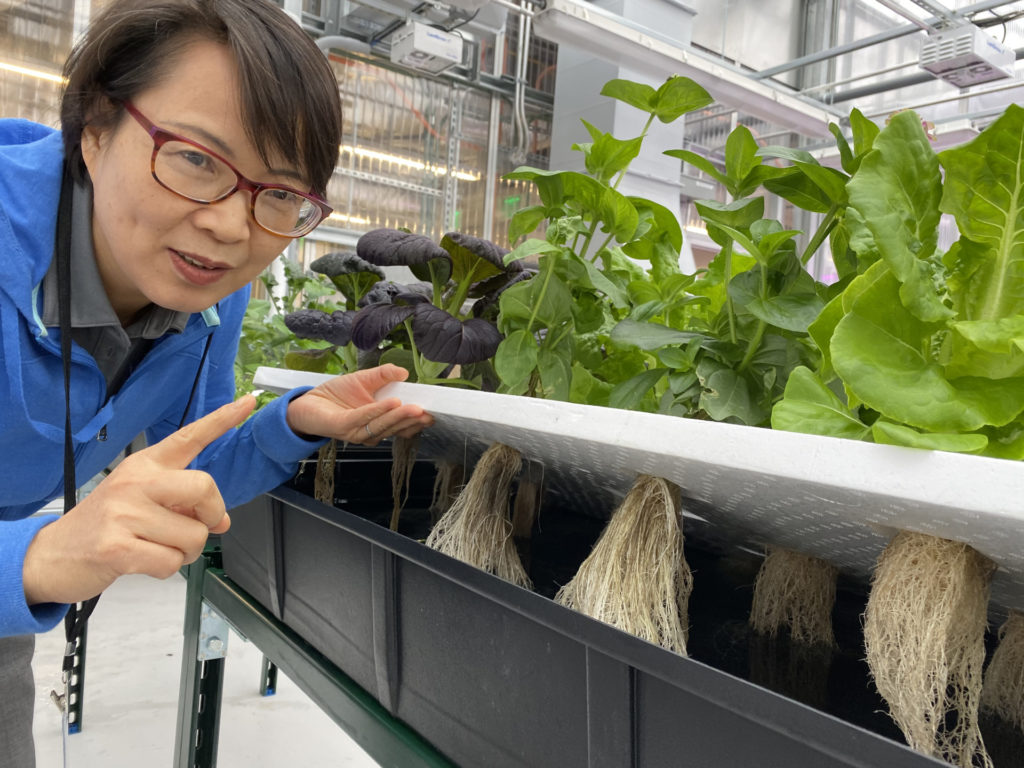 An Asian woman wearing a blue shirt lifts up a white board into which plants are planted, revealing exposed roots in a hydroponic system