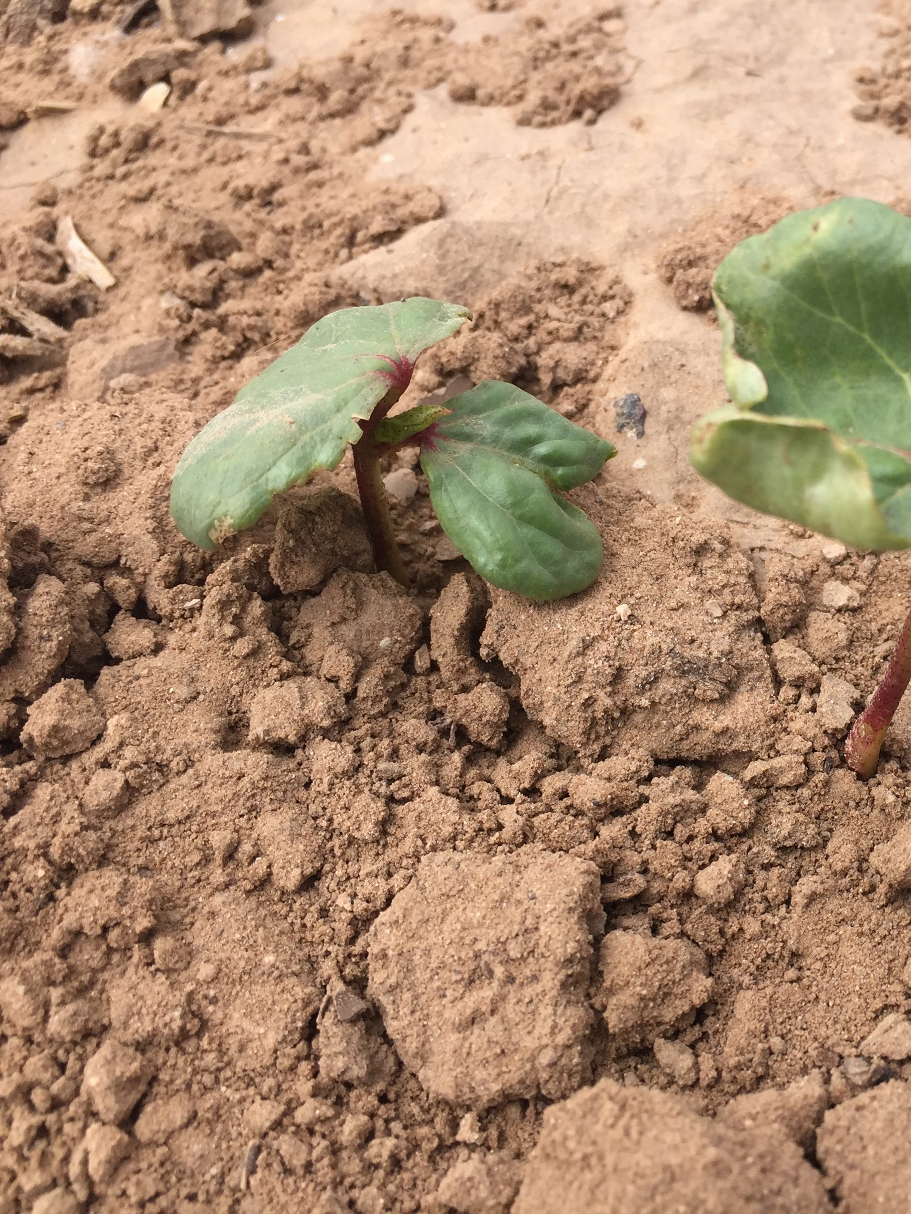 New cotton plant breaking through soil might not need as much fertilizer