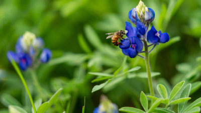 Pollinator on a bluebonnet