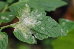 Powdery mildew can create yellowing on tomato leaves