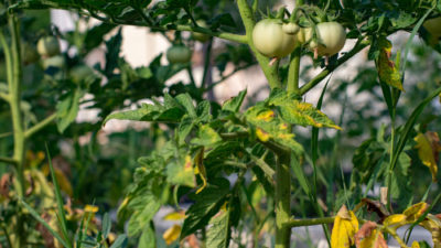 Tomato plant leaves turn yeellow