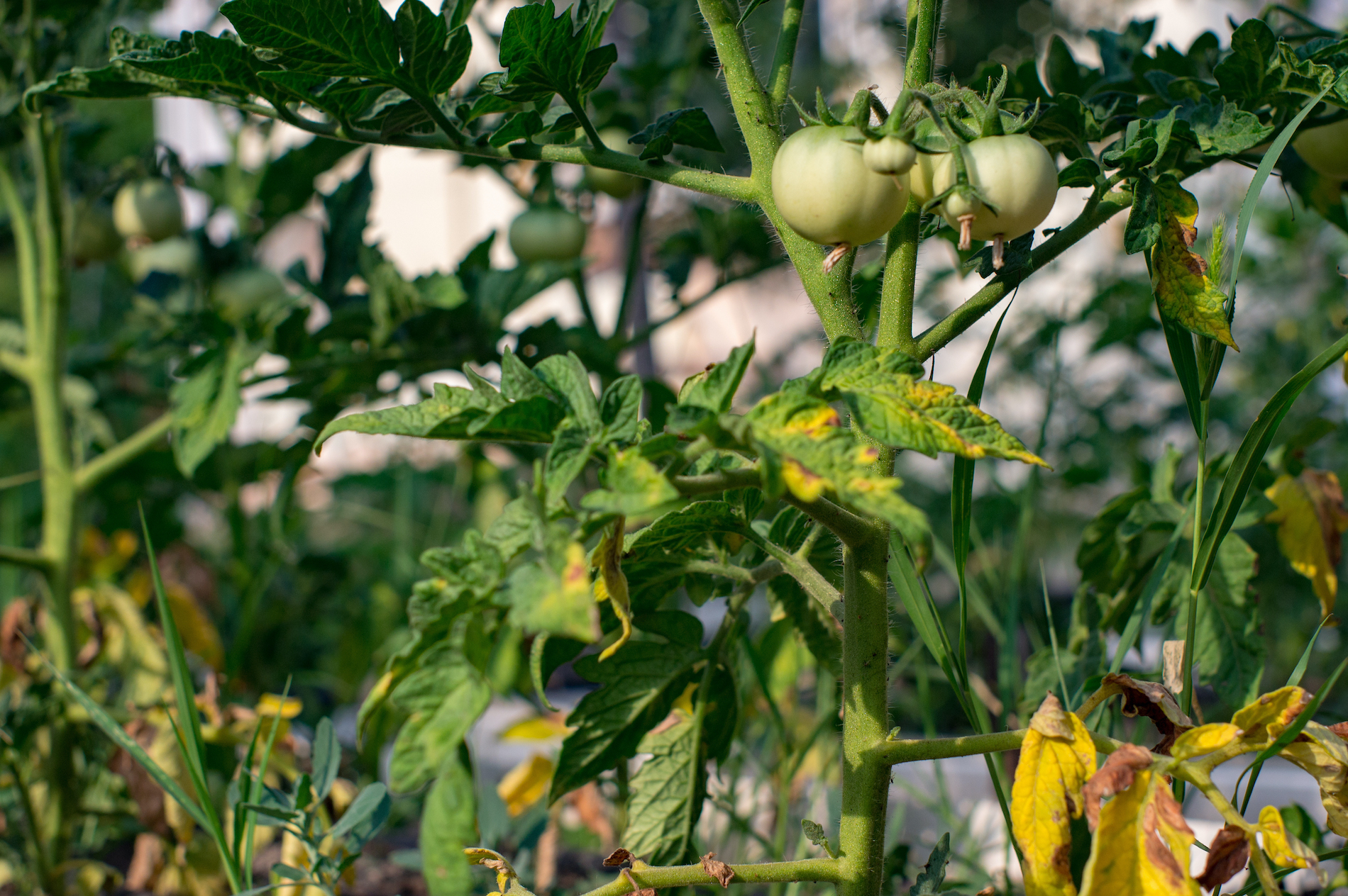 magnesium deficiency in tomato plants