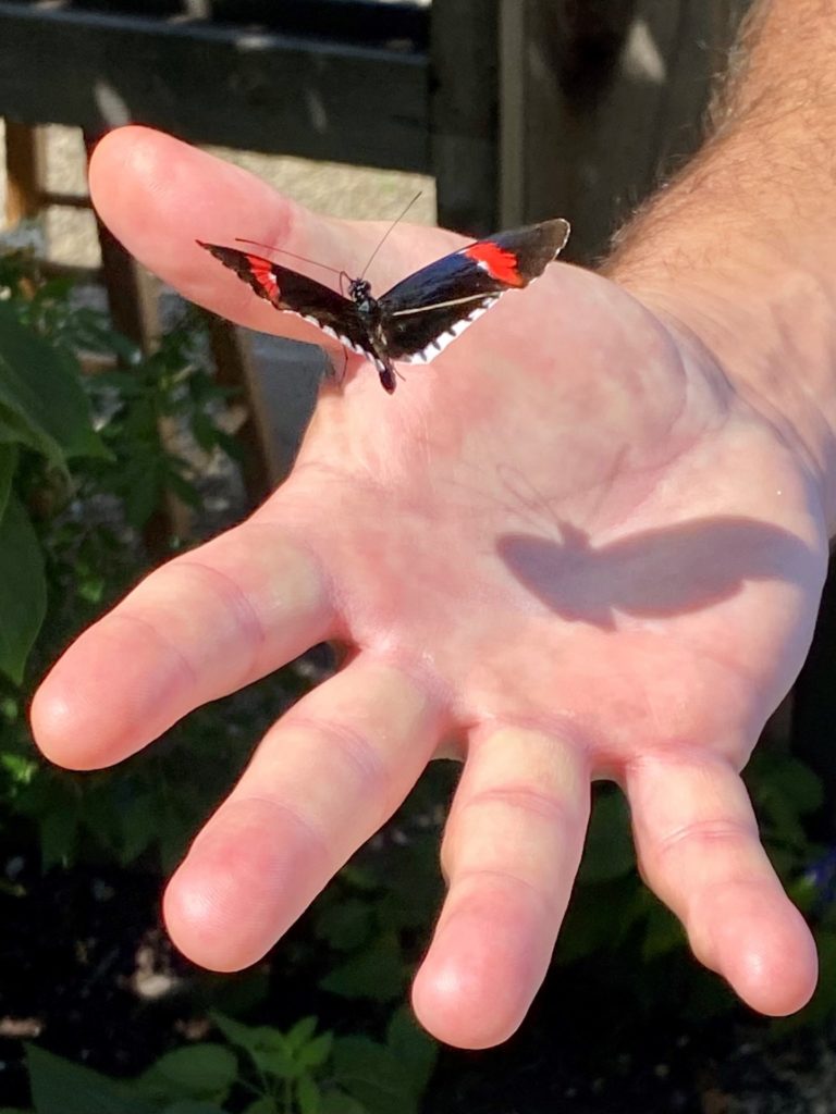 Bugs by the Yard will discuss things like this butterfly, which floats over a man's open palm