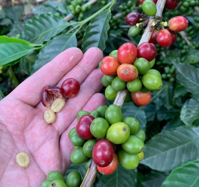 Coffee cherries and beans in hand