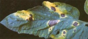 Early blight creates yellow tomato leaves