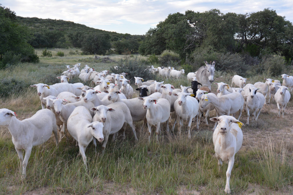 white sheep in a range setting with trees in the back
