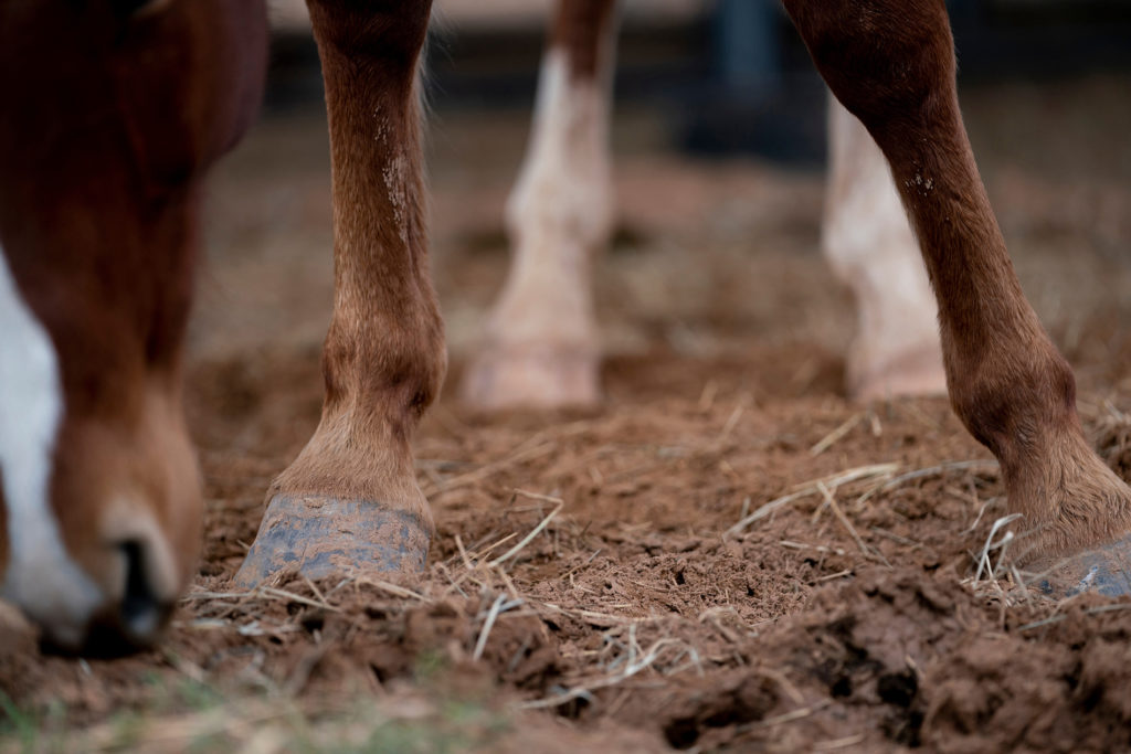 the legs of a horse