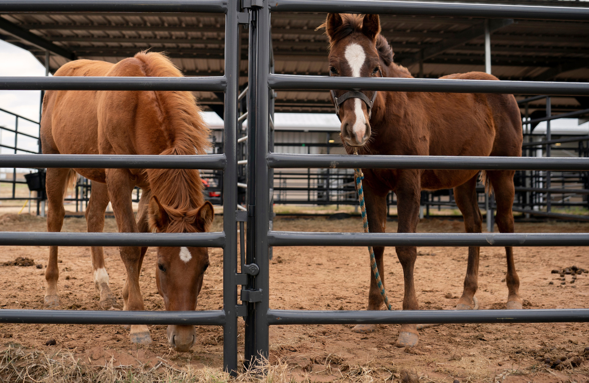 Texas A&M study eyes bisphosphonate risk to young horses AgriLife Today