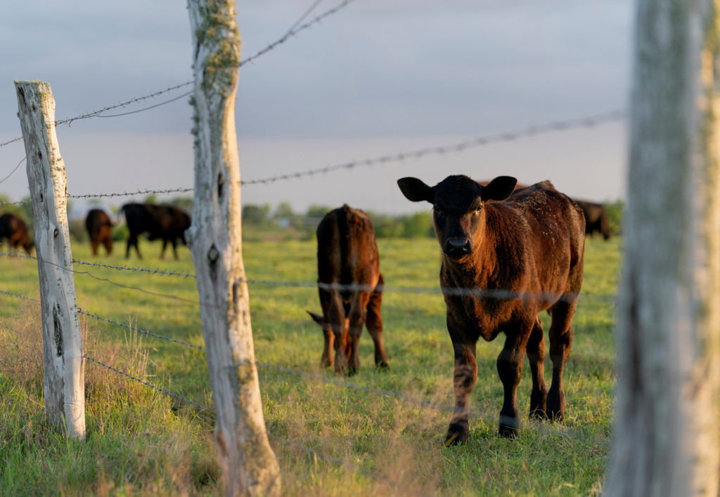 Grass-fed cattle inside a barbed wire fence with tree posts.