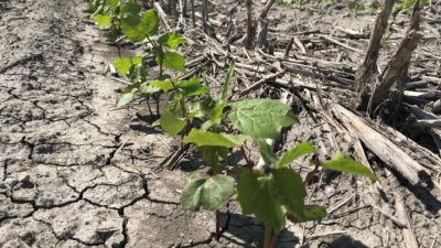 Dried material near new plant growth after drought