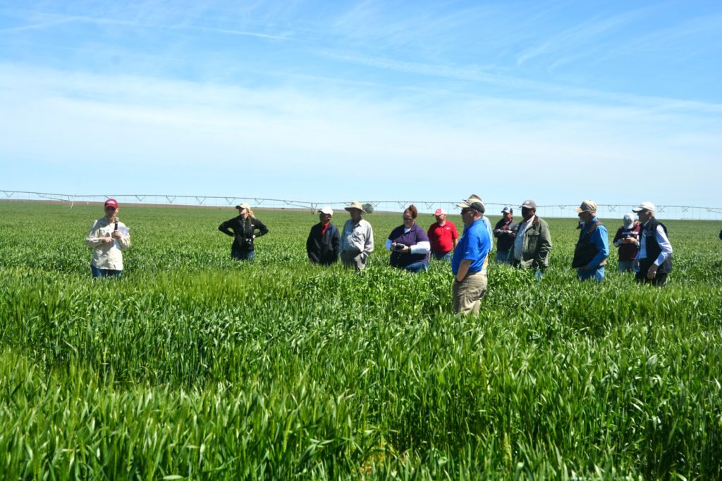 A group of people standing in thigh-high green wheat during a plot tour.
