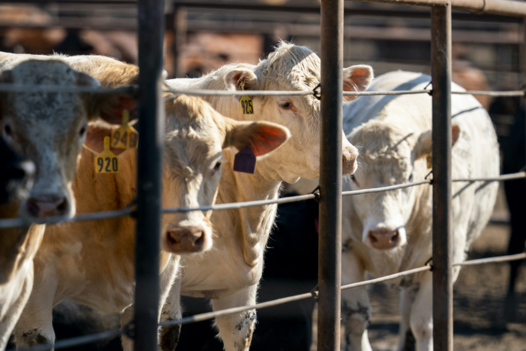 Cattle standing in a feedlot behind a fence