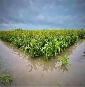 Sorghum field flooded by rainfall events.