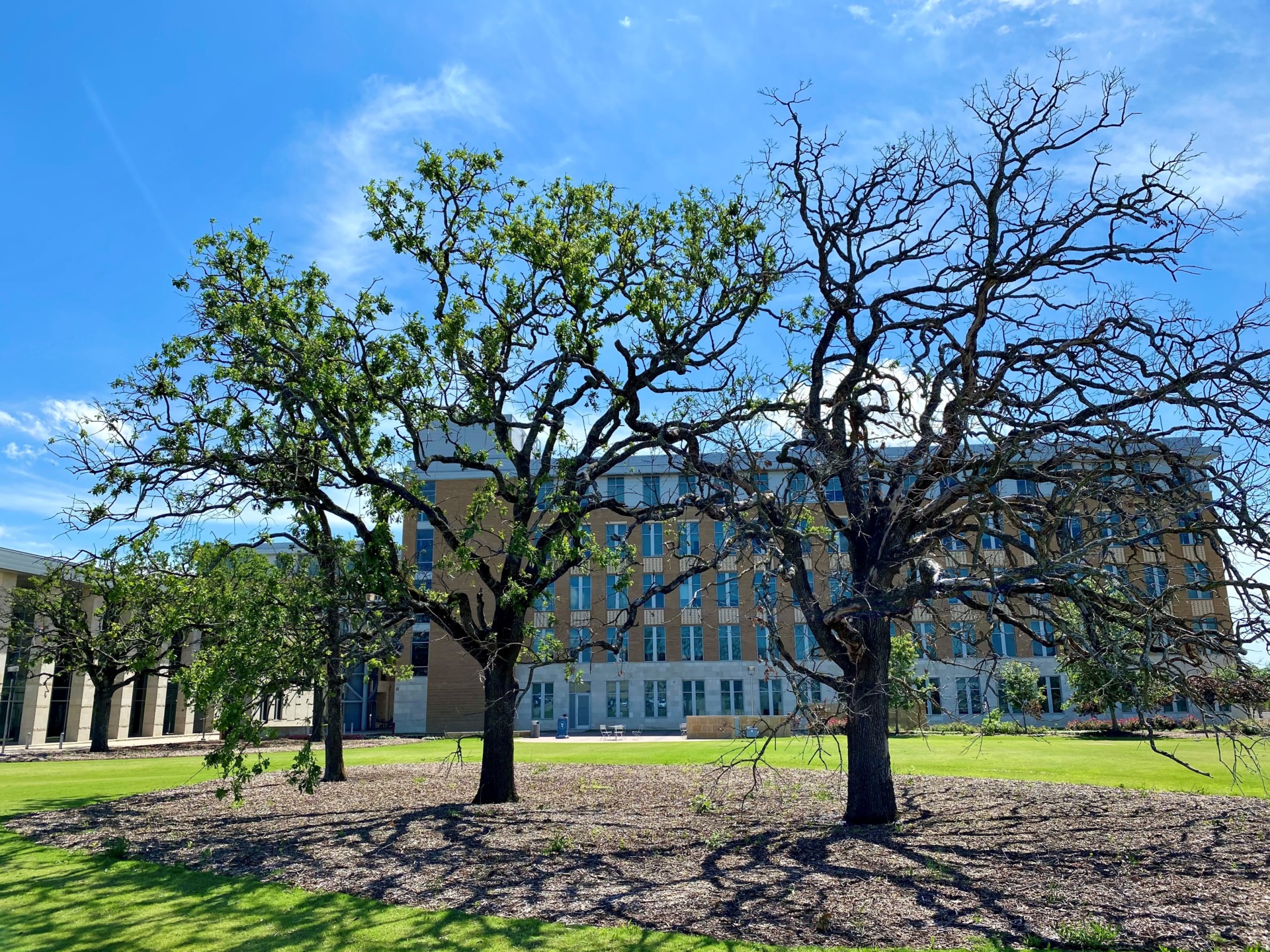 live oak tree texas growth rate