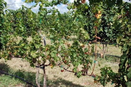 A grapevine infected with Pierce's disease shows brown vines among the green growth hanging on the trellis.