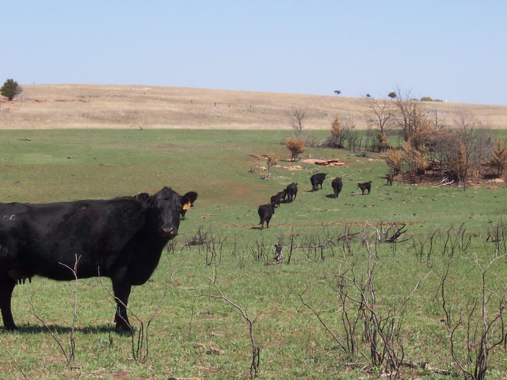 Cow in a green pasture, with a herd behind her. In the distance is pasture that has been through a prescribed burn.