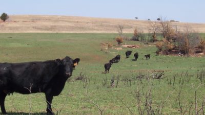 Cow in a green pasture, with a herd behind her. In the distant is pasture that has been through a prescribed burn.