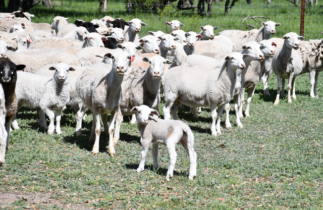 a baby lamb stands in front of a flock of sheep on green pasture