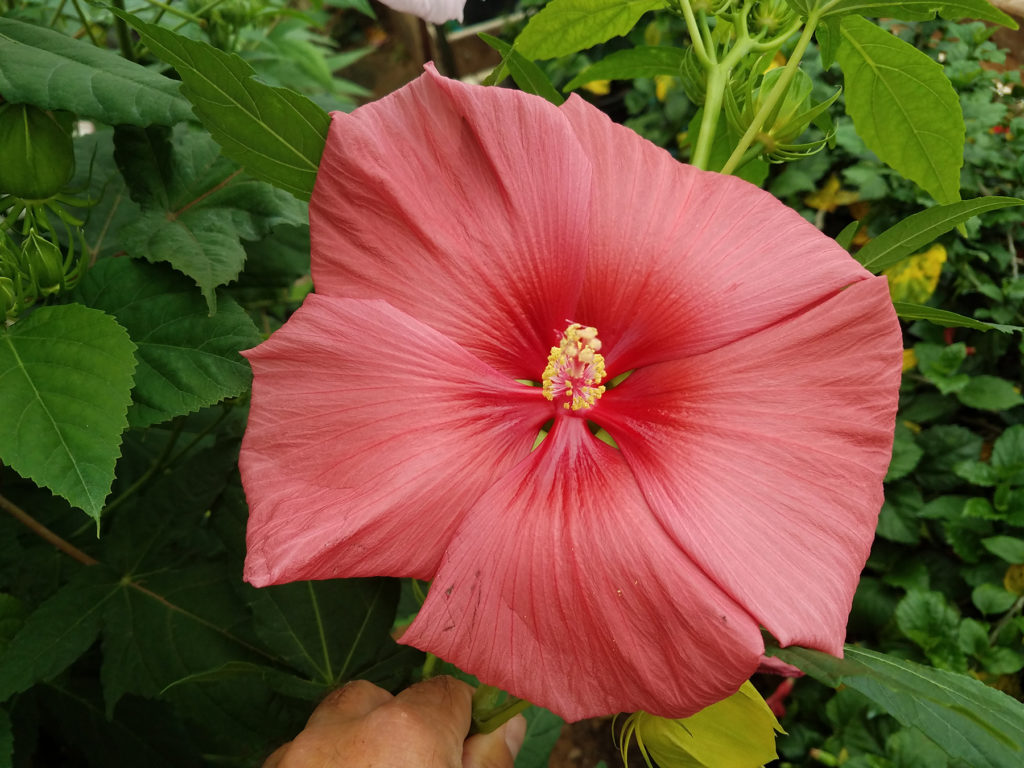 a salmon-colored winter-hardy hibiscus flower with greenery behind it.