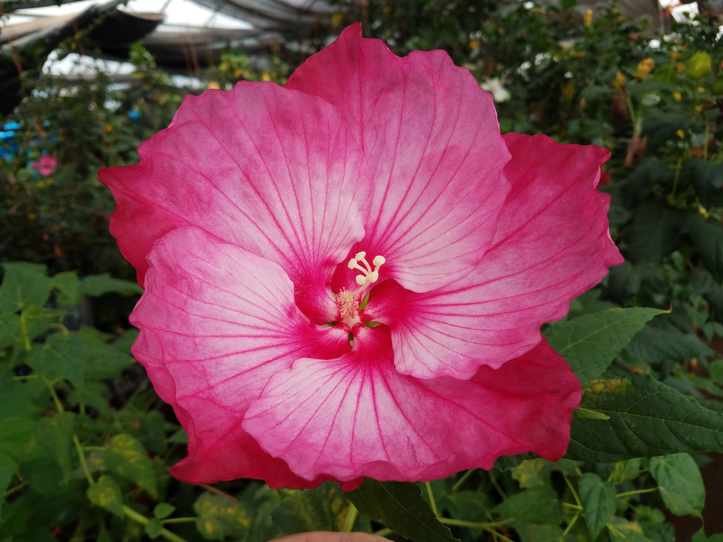 multiple petals of a winter-hardy hibiscus are deep pink on the outer edges and fade into almost a white before reaching a pink eye