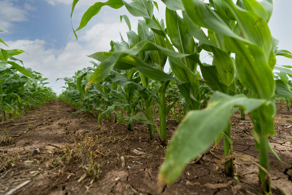 Corn in field.