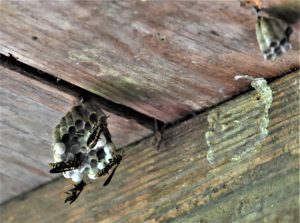 Wasps tend their nest in the eaves of a building.