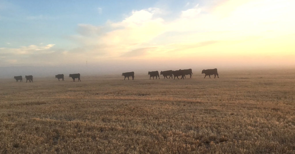 A sunset type of photo with a string of cattle walking away across a pasture.