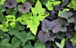 A mixture of leaves - bright light green, darker green and purple - from ornamental sweet potatoes