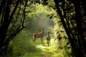 Doe and fawn in a green forested environment.