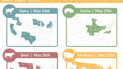 A digital poster for the FMD vaccine tabletop exercise. The majority of the image is dominated by four differently-colored maps of the U.S. The top left map is in teal; it includes an icon of a dairy cow and is titled "Dairy, May 24th." The following states are highlighted in teal: Washington, Idaho, California, New Mexico, Texas, Minnesota, Wisconsin, Pennsylvania, and New York. The top right map is in green; it includes an icon of a pig and is titled "Swine, May 25th." The following states are highlighted in green: Nebraska, Kansas, Oklahoma, Minnesota, Iowa, Missouri, Illinois, Indiana, Ohio, and North Carolina. The bottom left map is in red; it includes an icon of a steer and is titled "Beef, May 26th." The following states are highlighted in red: California, Montana, Colorado, North Dakota, South Dakota, Nebraska, Kansas, Oklahoma, Texas, Iowa, Missouri, Wisconsin, and Kentucky. The bottom right map is in yellow; it includes an icon of the nation and is titled "All States, May 27th." All of the states highlighted in the other three maps are highlighted in yellow. Above the maps is a gray banner with white lettering, including the Texas A&M AgriLife wordmark, the Institute for Infectious Animal Diseases icon and wordmark, the title "Vaccine Tabletop Exercise: Vaccine program preparedness & implementation," four social media icons, and the hashtag #VXTTX2021. Under the maps is a funding statement reading: This project is funded by USDA APHIS VS as part of the 2018 Farm Bill National Animal Disease Preparedness and Response Program (NADPRP) under award AP20VSCEAH00C0113.