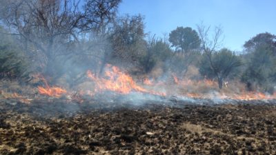 An AgriLife eXtension prescribed burn fire in a West Texas pasture