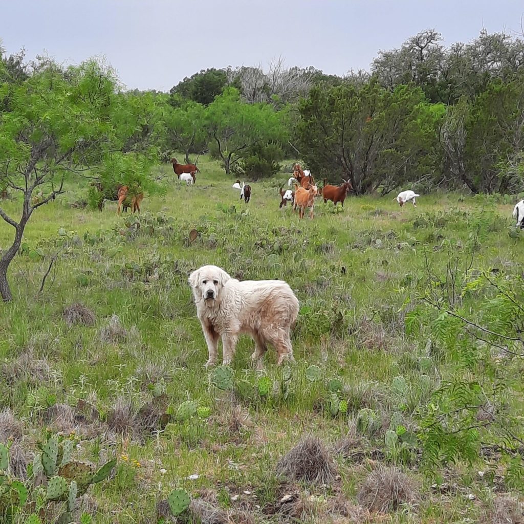 A livestock guardian dog in a green pasture with a herd of goats behind scatters among trees