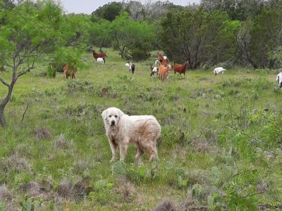 A large white livestock guardian dog in a green pasture with her charges, a herd of multi-color goats, standing behind her.