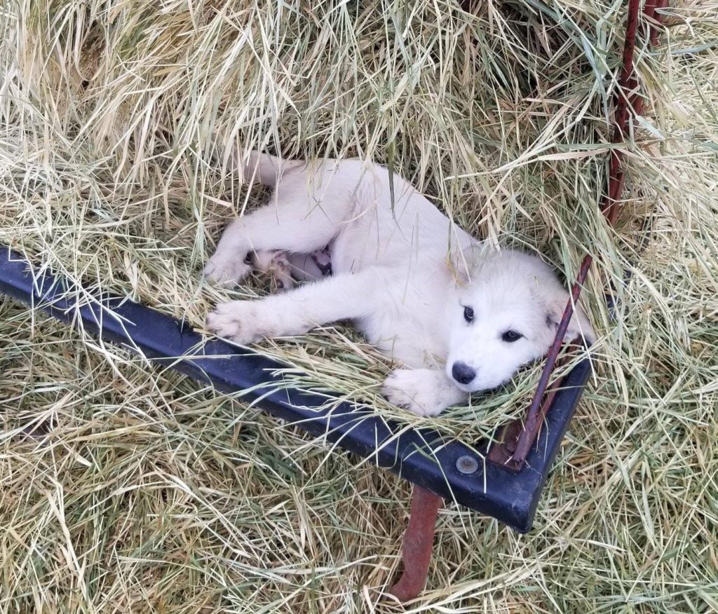 A livestock guardian dog puppy resting in the hay in a sheep feeder.