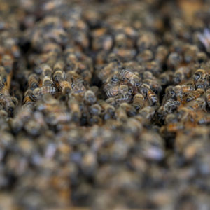 Honeybees gather on a hive. 
