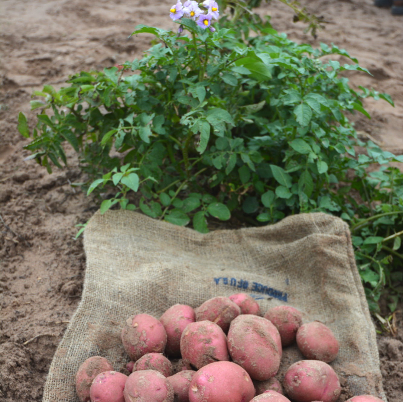 red potatoes lay on a potato sack below a flowering potato plant